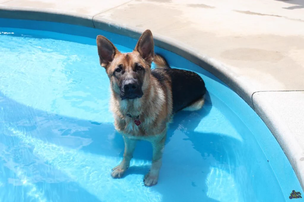 Dog enjoying a San Juan fiberglass pool